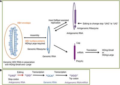 Hepatitis Delta Virus (HDV) and Delta-Like Agents: Insights Into Their Origin